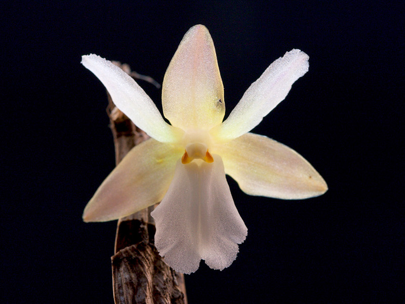 Dendrobium_derryi1.jpg