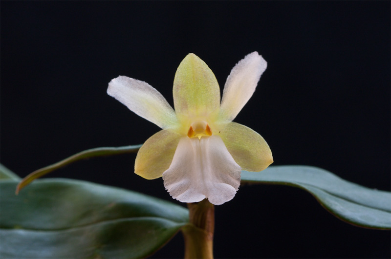 Dendrobium derryi