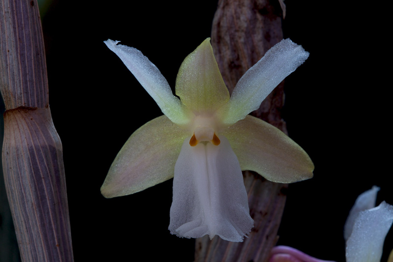 Dendrobium derryi