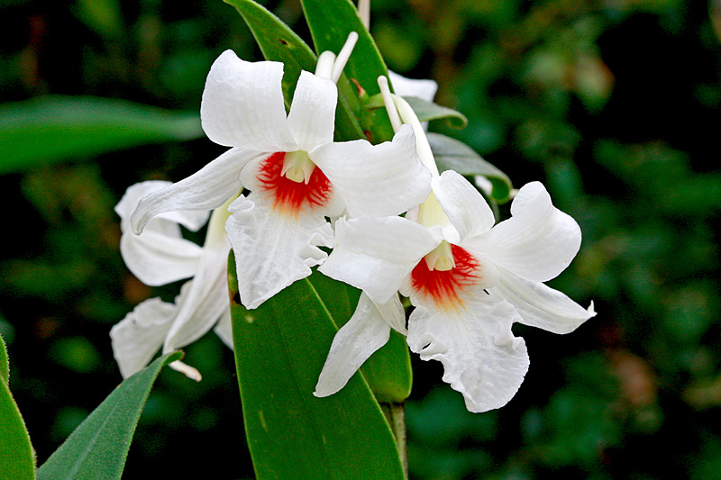 Dendrobium_draconis1.jpg