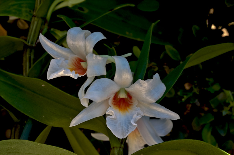 Dendrobium draconis