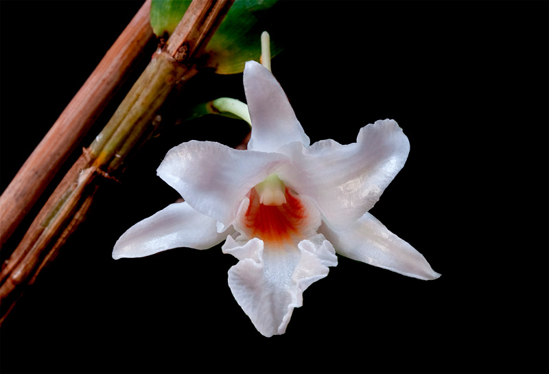 Dendrobium draconis