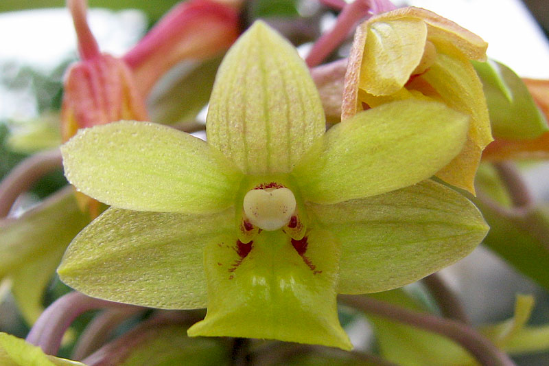 Dendrobium epidendropsis