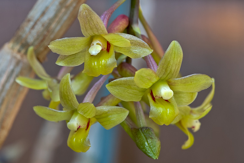 Dendrobium epidendropsis