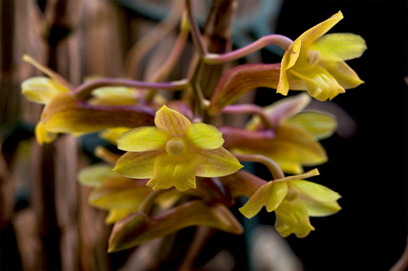 Dendrobium epidendropsis