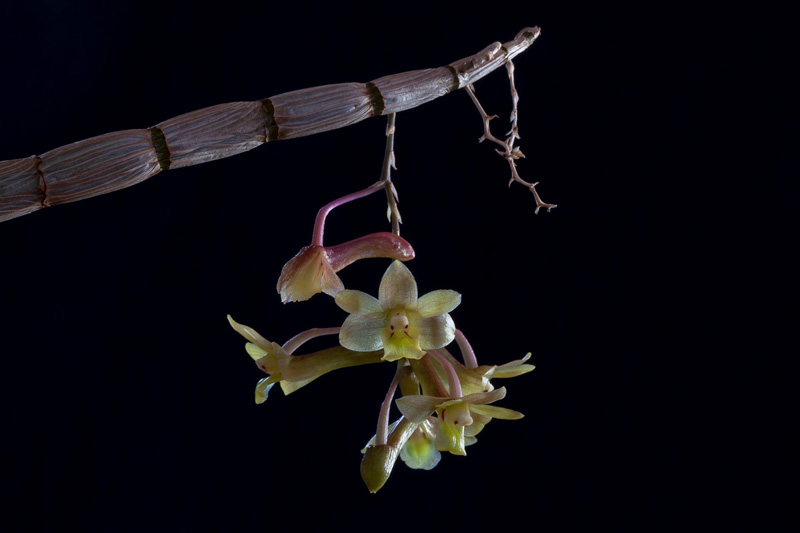 Dendrobium_epidendropsis7.jpg