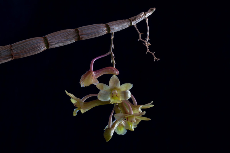 Dendrobium epidendropsis Kraenzl. Dendrobium_epidendropsis7.jpg