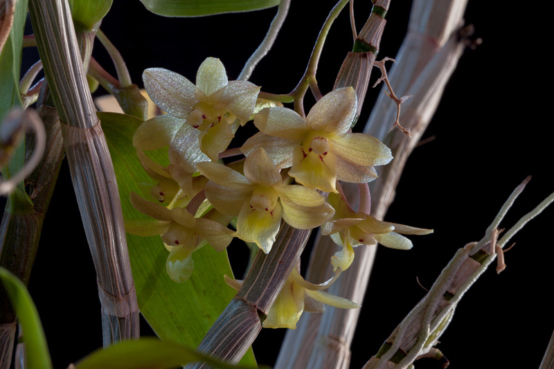 Dendrobium epidendropsis