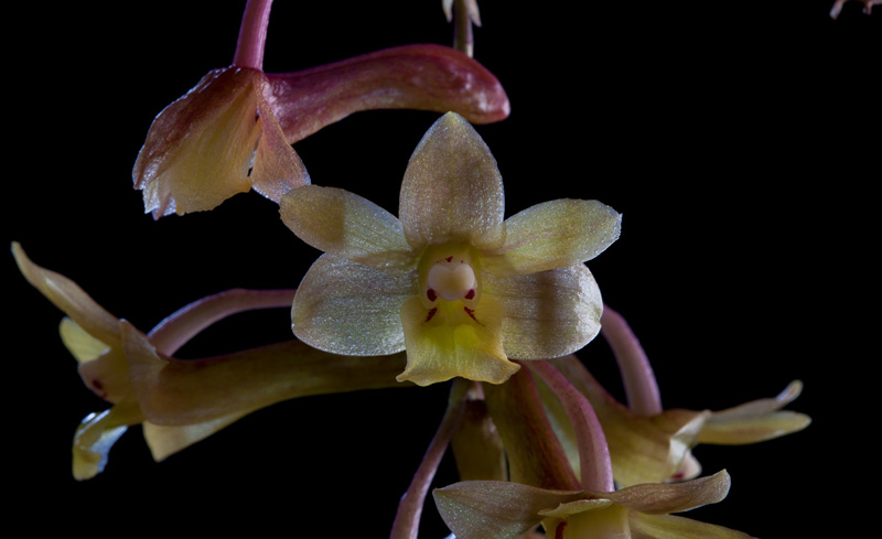 Dendrobium epidendropsis