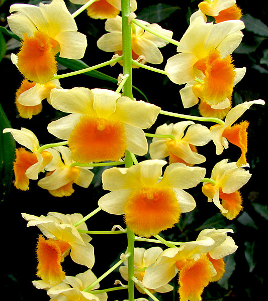 Dendrobium_farmeri2.jpg