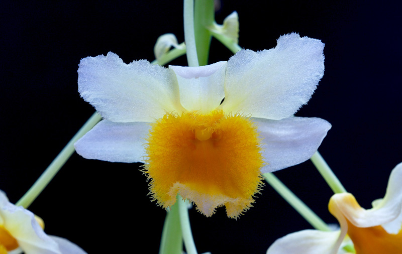 Dendrobium farmeri