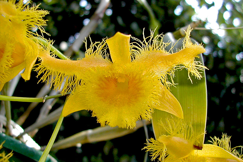 Dendrobium fimbriatum