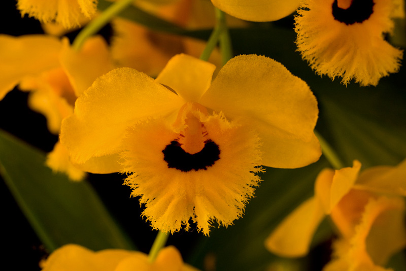 Dendrobium fimbriatum var. oculatum