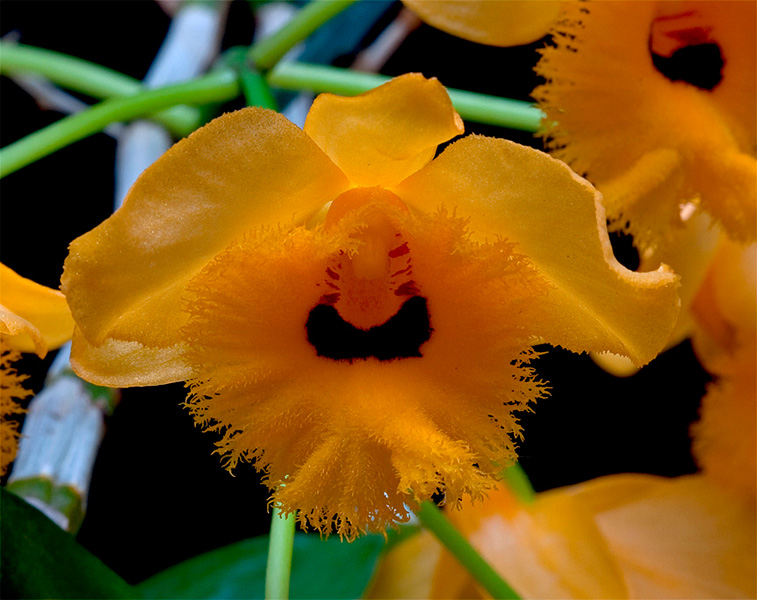 Dendrobium fimbriatum var. oculatum