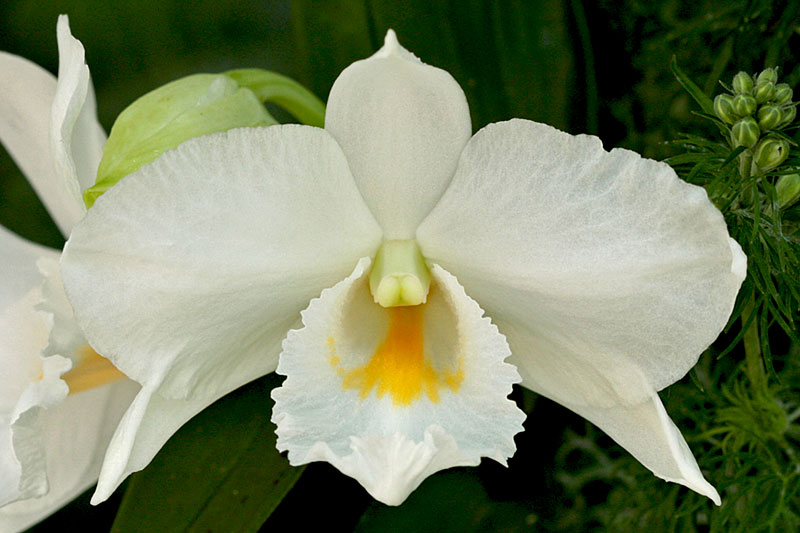 Dendrobium_formosum2.jpg