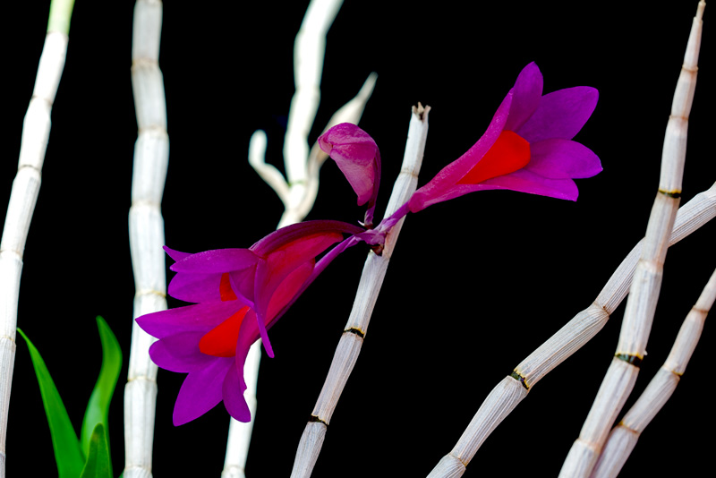 Dendrobium glomeratum x obtusisepalum