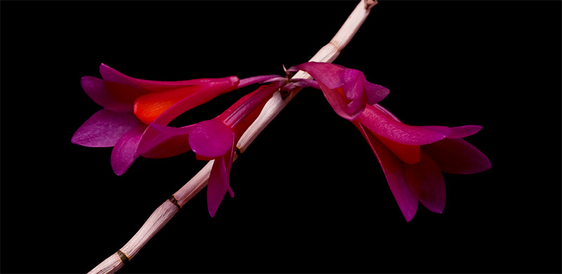 Dendrobium glomeratum x obtusisepalum