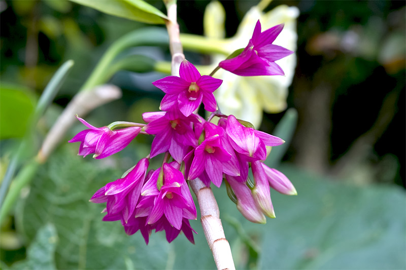 Dendrobium_goldschmidtianum1.jpg