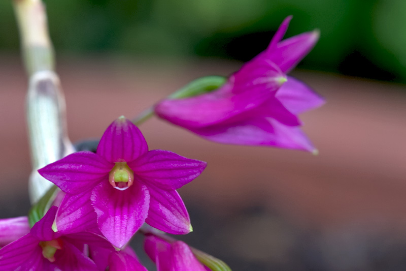 Dendrobium goldschmidtianum