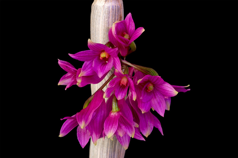 Dendrobium_goldschmidtianum4.jpg