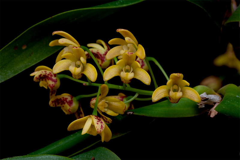 Dendrobium_gracilicaule6.jpg