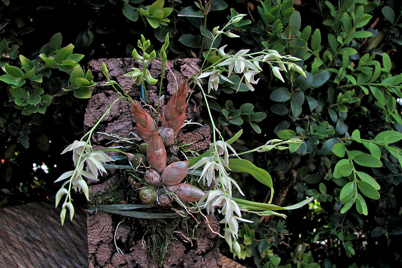 Dendrobium gregulus