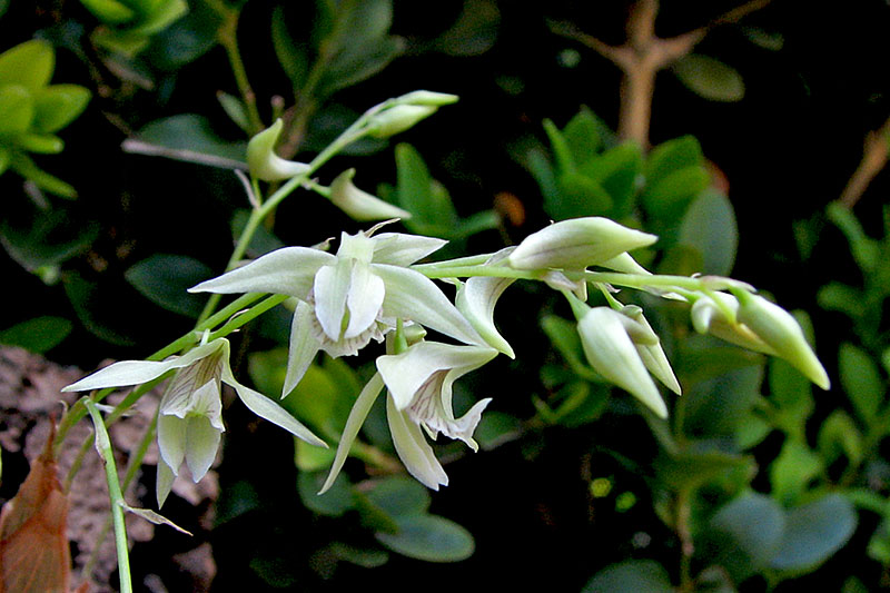 Dendrobium gregulus