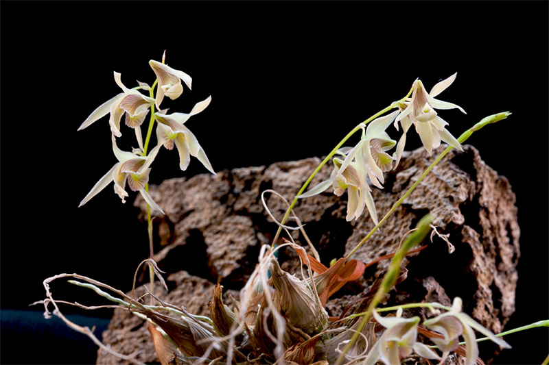 Dendrobium gregulus