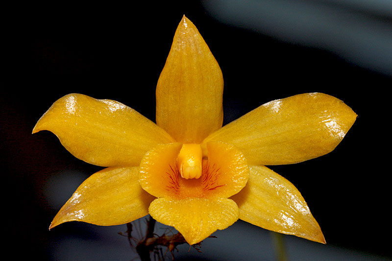 Dendrobium_hancockii1.jpg