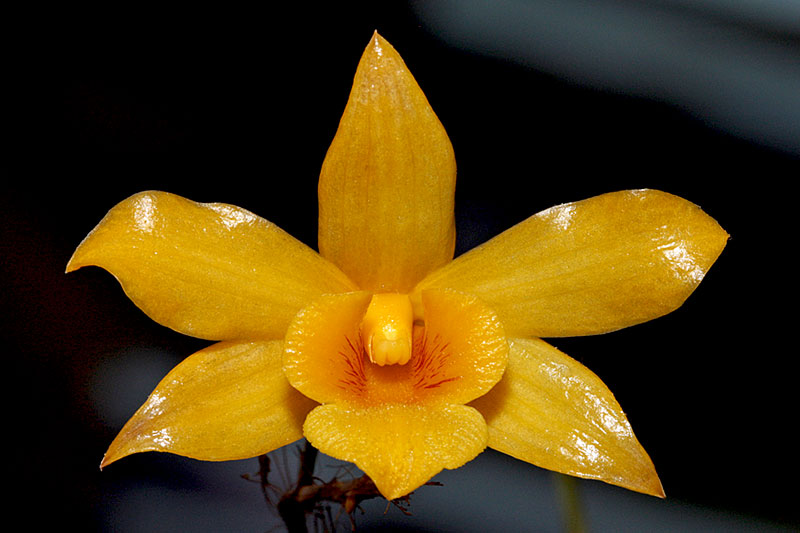 Dendrobium hancockii