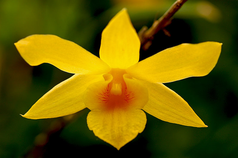 Dendrobium hancockii