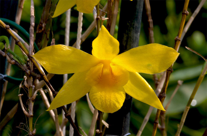 Dendrobium hancockii