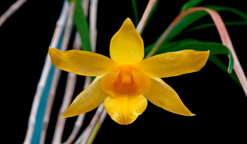 Dendrobium hancockii Rolfe Dendrobium_hancockii5.jpg