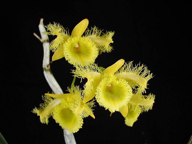 Dendrobium harveyanum