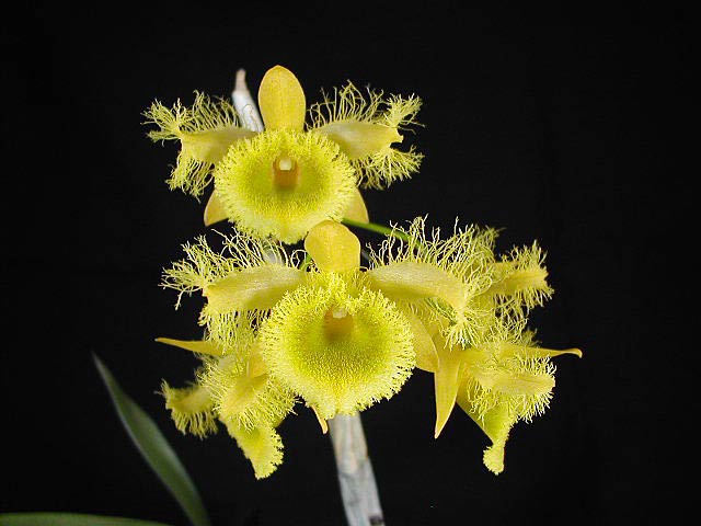 Dendrobium_harveyanum3.jpg