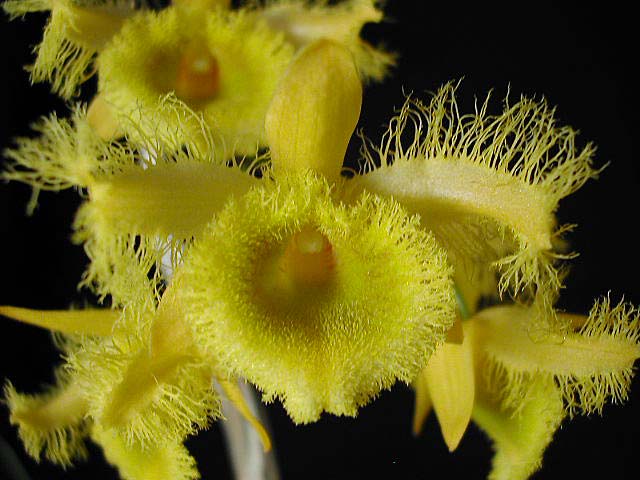Dendrobium_harveyanum4.jpg