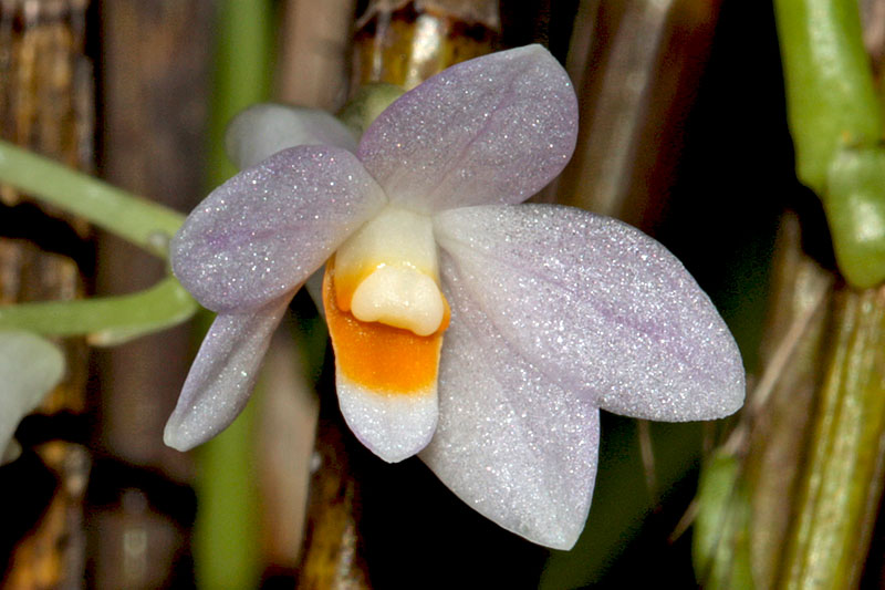 Dendrobium hasseltii