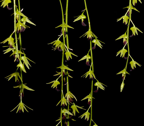 Dendrobium hemimelanoglossum Guillaumin Dendrobium_hemimelanoglossum2.jpg