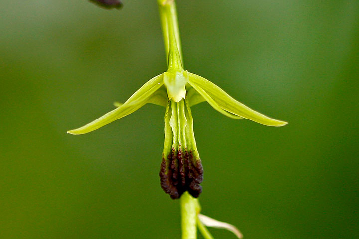 Dendrobium hemimelanoglossum