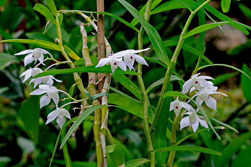 Dendrobium_hercoglossum1.jpg