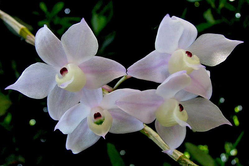 Dendrobium hercoglossum Rchb.f. Dendrobium_hercoglossum3.jpg