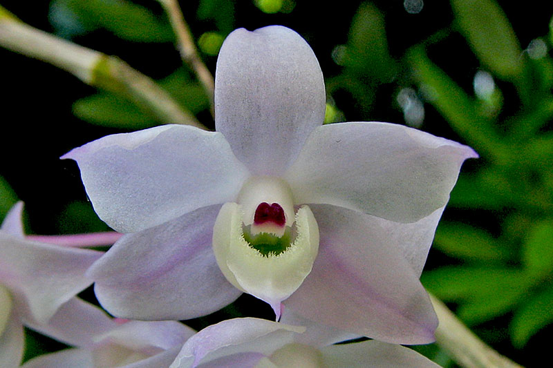 Dendrobium hercoglossum