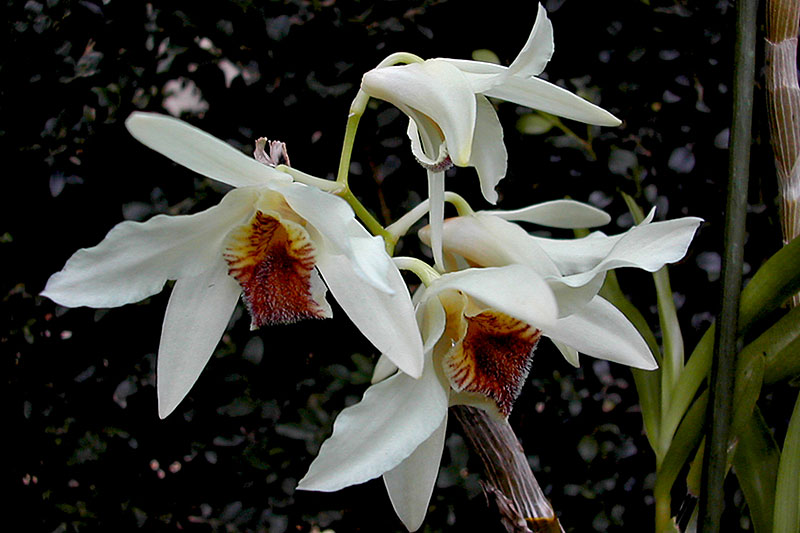 Dendrobium heterocarpum