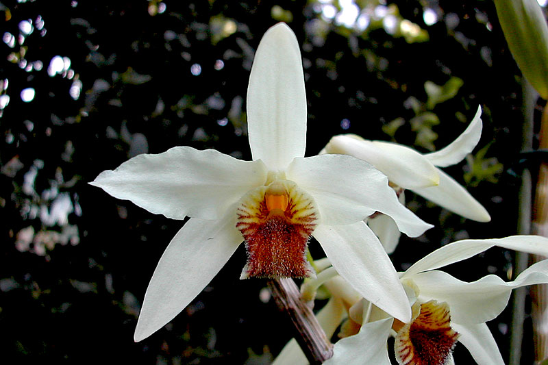 Dendrobium_heterocarpum2.jpg