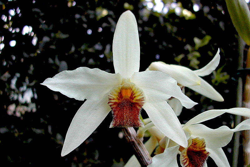 Dendrobium heterocarpum