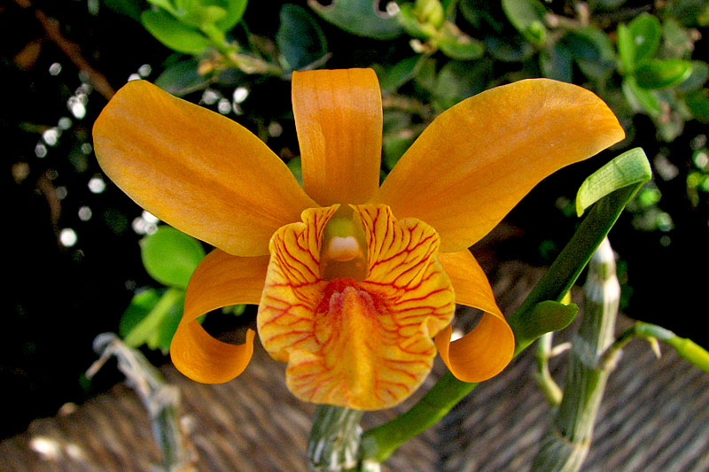 Dendrobium hybride