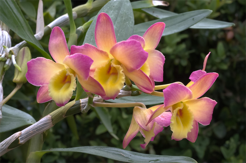 Dendrobium Oriental Smile 'Fantasy'