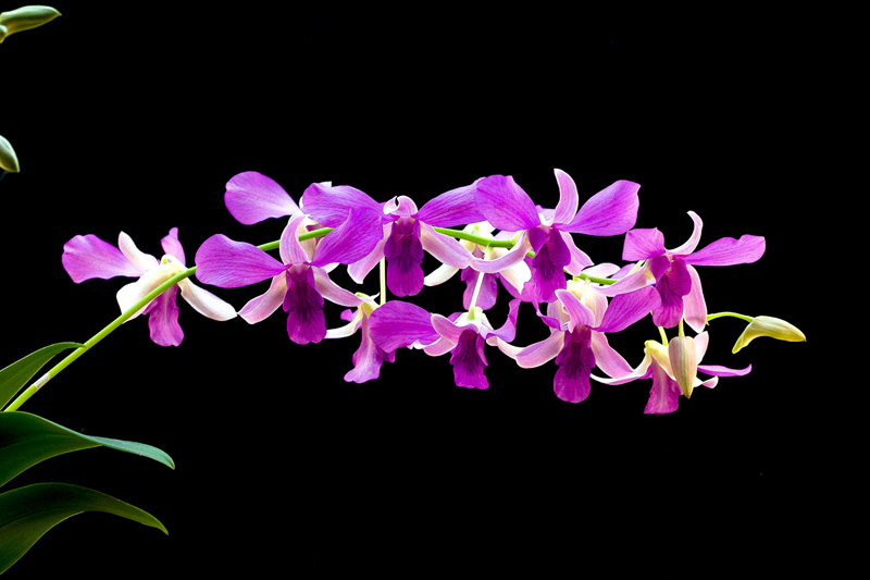 Dendrobium_hybride8.jpg