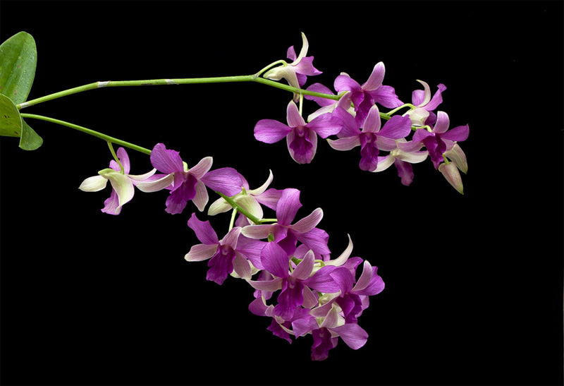 Dendrobium hybride Dendrobium_hybride9.jpg