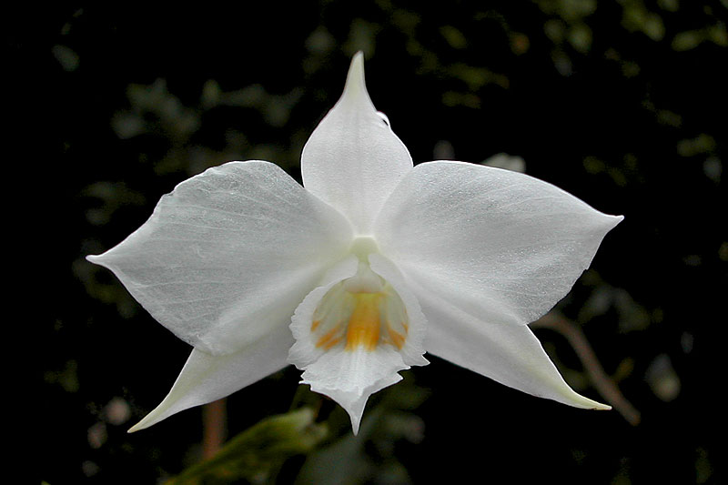 Dendrobium_infundibulum1.jpg